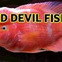 Harga Ikan Red Devil Hitam